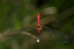David Plant Photography - Wildlife Photography - Ruddy darter - M
